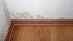 Wall with mold before proper treatment
