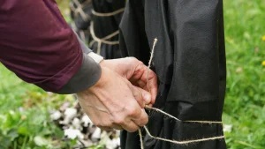 Drop cloths protecting plants during exterior painting